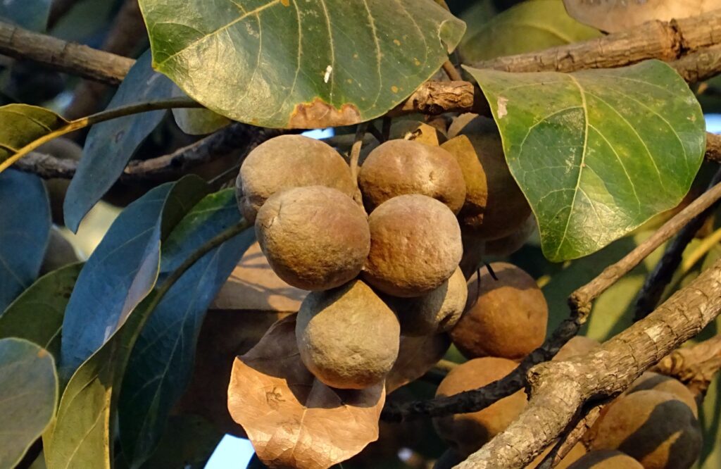 Wellhealth Ayurvedic Health Tips