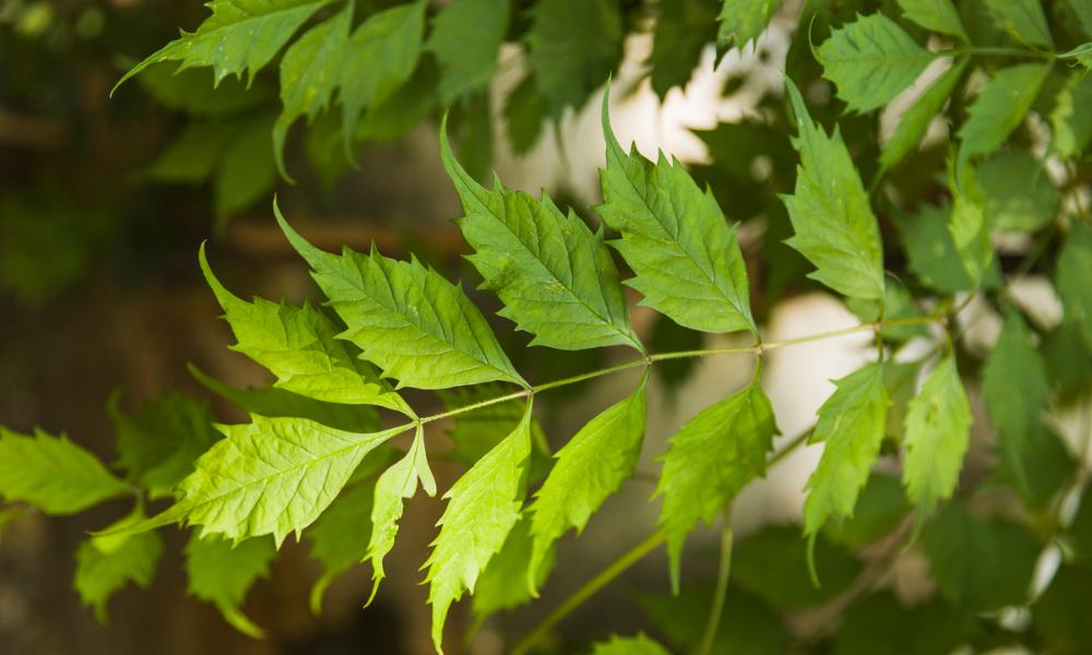 नेचुरल एंटीबायोटिक्स