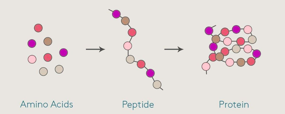 Peptide Sciences